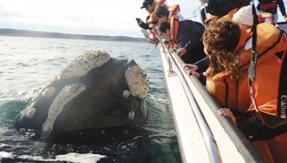 A veces las ballenas quedan casi al alcance de la mano de las personas.