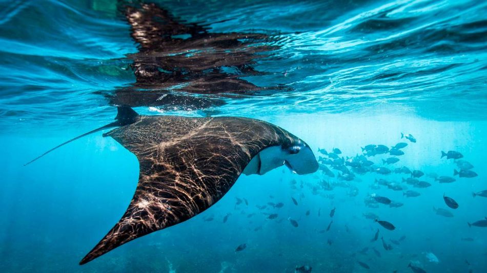 Día Mundial de los Océanos: por qué no podemos vivir sin ellos