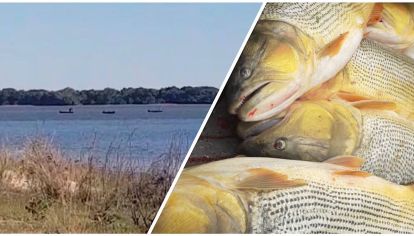 Depredación paraguaya en el río Paraná