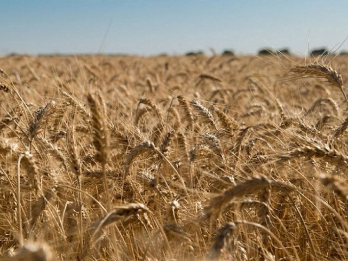 La falta de agua acorrala a la siembra de trigo | Radio Perfil