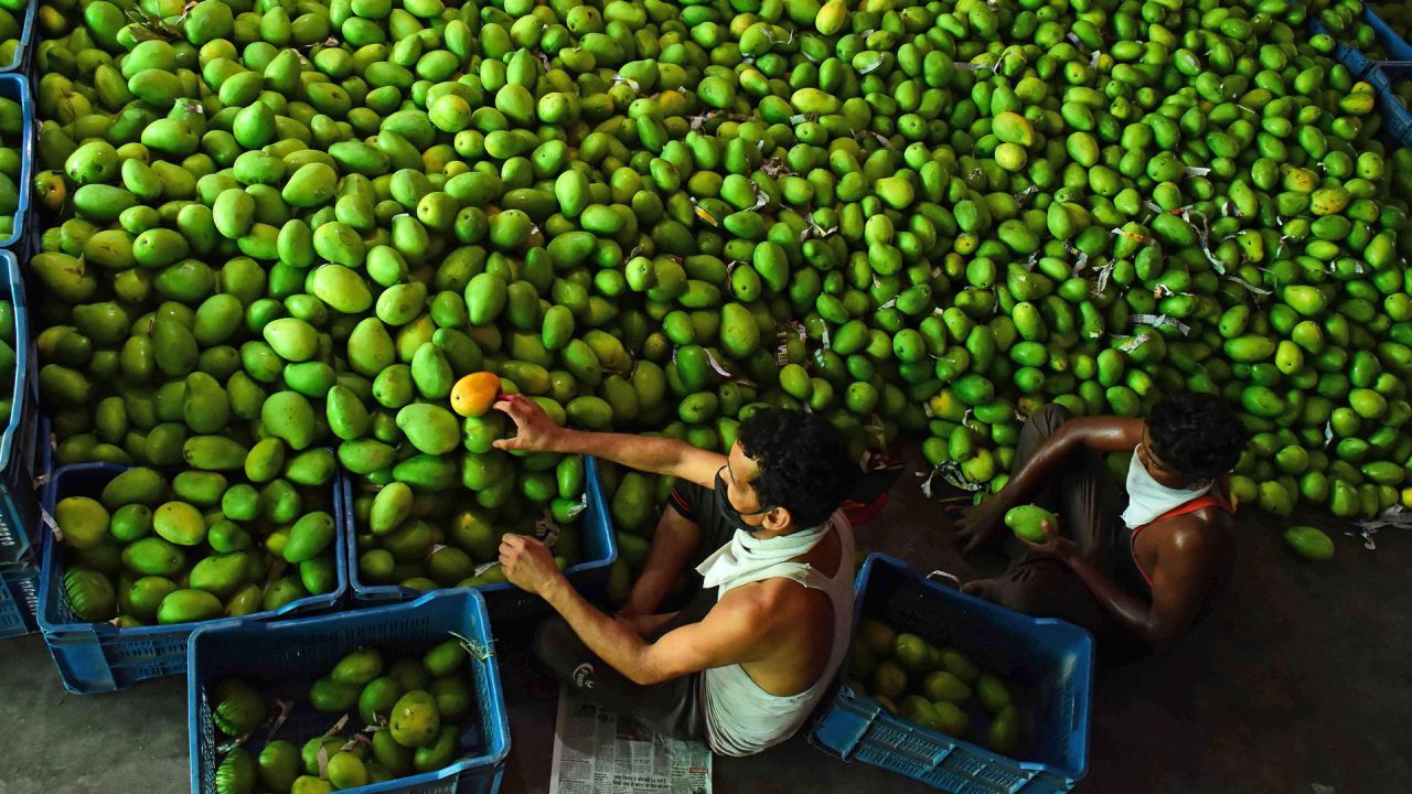 Los vendedores organizan mangos en un mercado de frutas después de que el gobierno alivió un bloqueo nacional impuesto como medida preventiva contra el coronavirus COVID-19, en Jabalpur. | Foto:Los vendedores organizan mangos en un mercado de frutas después de que el gobierno alivió un bloqueo nacional impuesto como medida preventiva contra el coronavirus COVID-19, en Jabalpur.