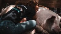 El paraíso de los animales
