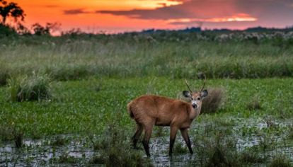 Por decisión del Ministerio de Ambiente y de Parques Nacionales, se reducirán los plásticos de un solo uso en todas las áreas protegidas previniendo así el impacto en el entorno y ponen en peligro la biodiversidad.