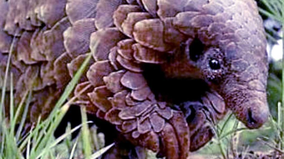 Pangolín