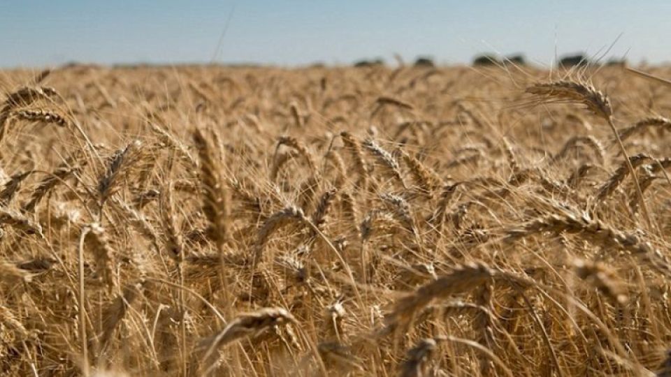 Trigo en La Pampa