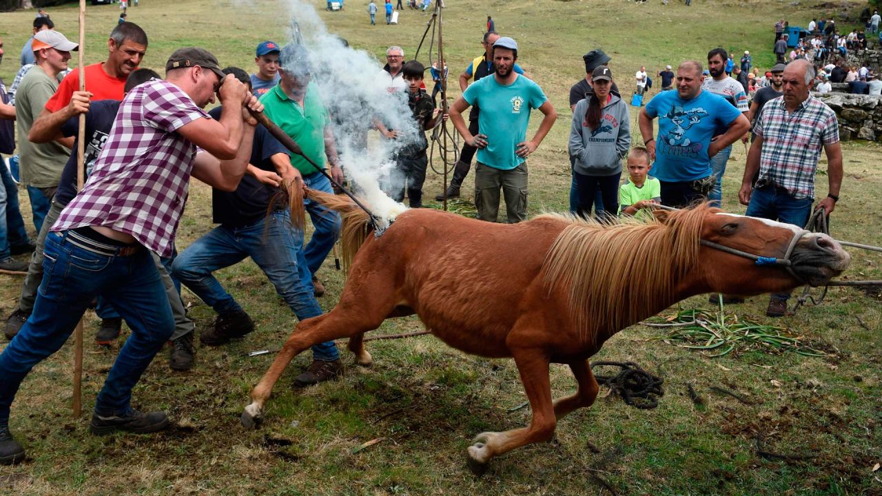 Los ganaderos marcan un caballo salvaje durante el evento tradicional  | Foto:MIGUEL RIOPA / AFP