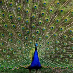 Imagen de un pavo real en el castillo de Coujan en Murviel-les-Beziers, Francia. | Foto:Gabriel Bouys / AFP
