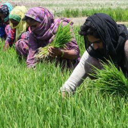 Los trabajadores recolectan plántulas de arroz en un campo en las afueras de Amritsar. | Foto:NARINDER NANU / AFP
