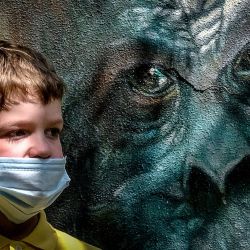 Un niño con una máscara facial es visto por un mural de un mono en el zoológico de Moscú en Moscú después de su reapertura mientras la capital rusa continúa aflojando las restricciones contra el coronavirus. | Foto:Yuri Kadobnov / AFP