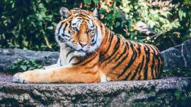 Cada año se extinguió lo que se debería haber extinguido en 100.