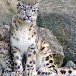 El leopardo de las nieves tiene una poderosa anatomía que le permite escalar grandes y empinadas pendientes con facilidad.