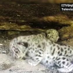 Los pequeños leopardos dando sus primeros pasos.