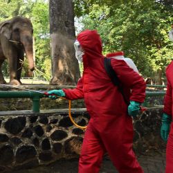Los bomberos indonesios rocían desinfectante junto a los elefantes en el zoológico de Ragunan antes de su reapertura en Yakarta. | Foto:ADEK BERRY / AFP