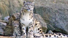 El leopardo de las nieves tiene una poderosa anatomía que le permite escalar grandes y empinadas pendientes con facilidad.