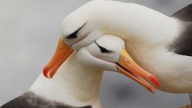 19 de junio de 2020, por primera vez en la historia se celebra el Día Mundial del Albatros, un ave en peligro de extinción.