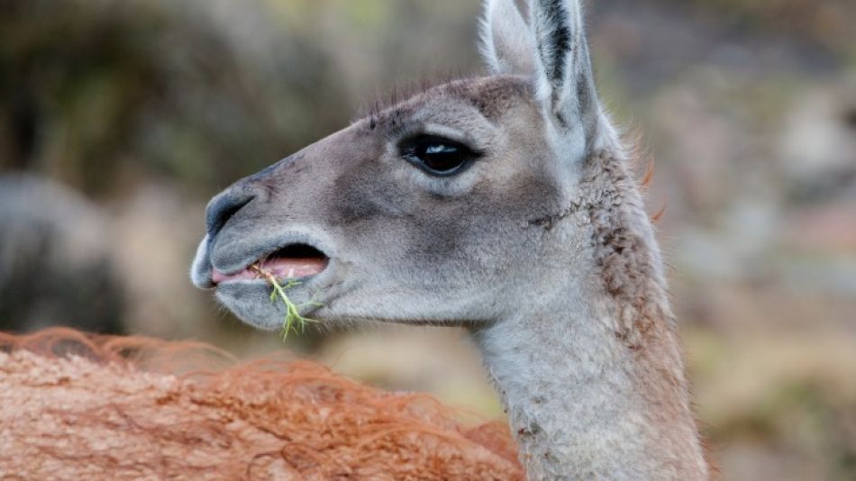 Las poblaciones de guanacos del noroeste de Santa Cruz son de gran relevancia para el país.