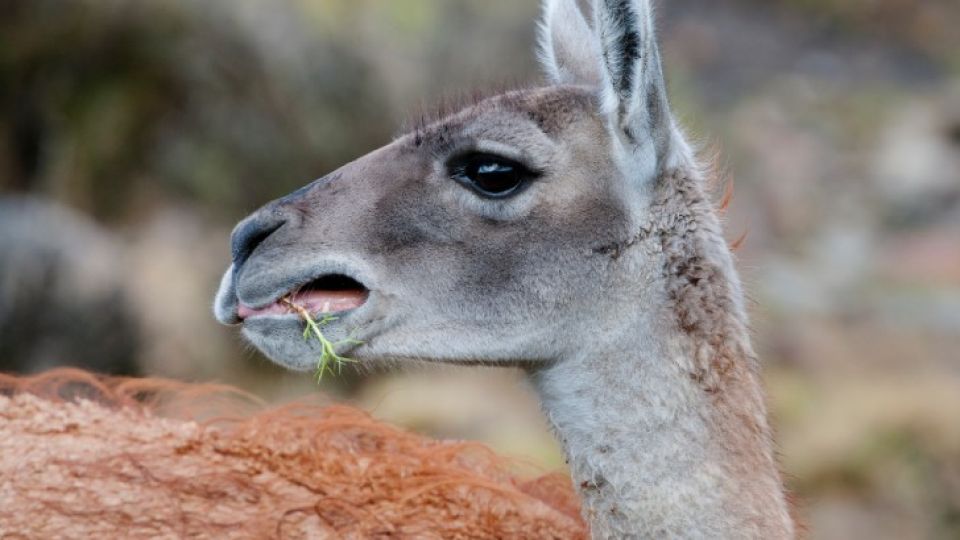 Las poblaciones de guanacos del noroeste de Santa Cruz son de gran relevancia para el país.