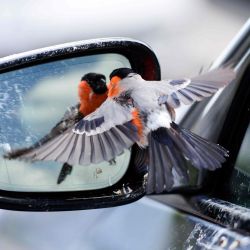 Un pájaro camachuelo se ve en el espejo de un automóvil en Rheda-Wiedenbrueck. | Foto:Ina Fassbender / AFP