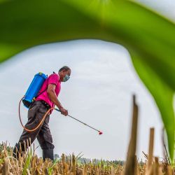 Un agricultor rocía herbicida sobre un campo en Weifang, provincia oriental de Shandong. | Foto:STR / AFP