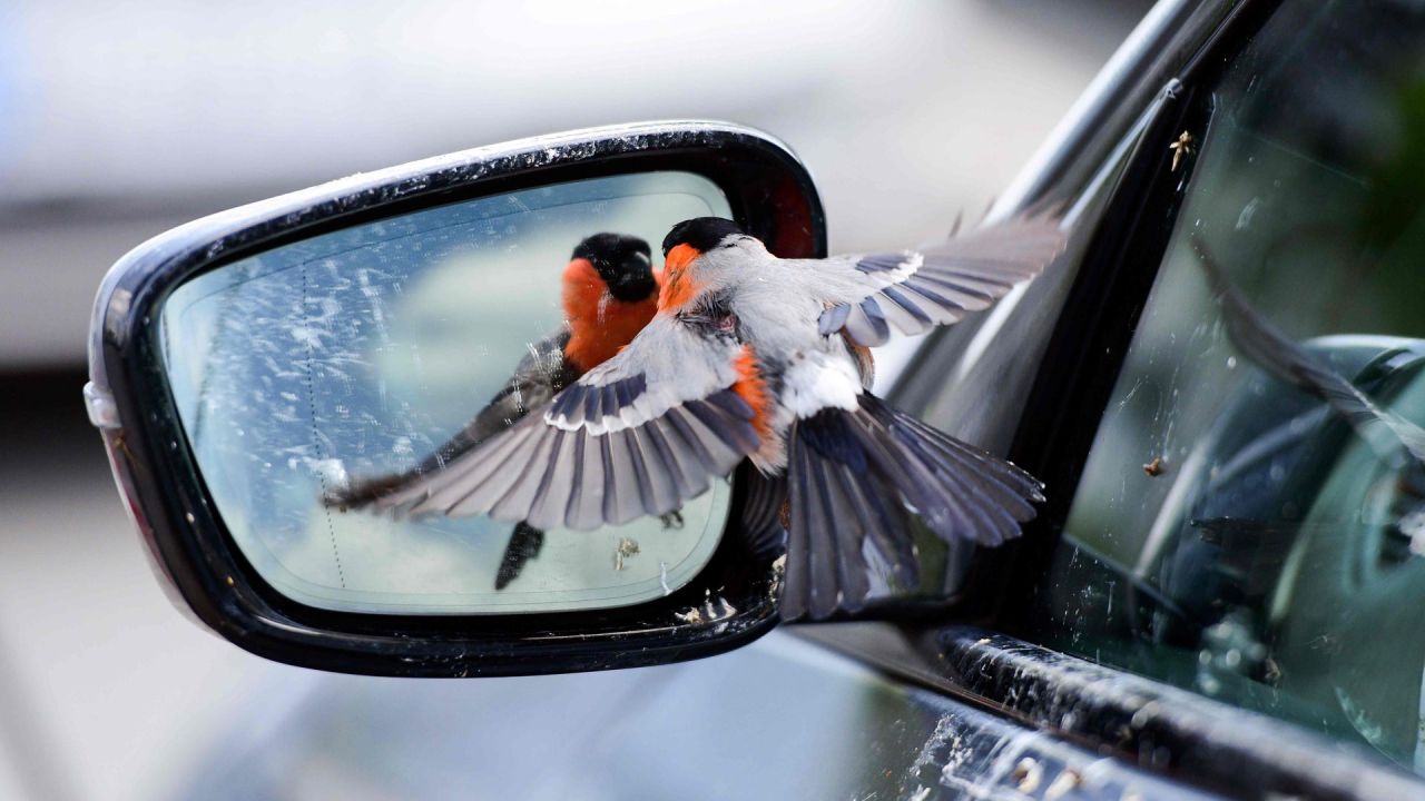 Un pájaro camachuelo se ve en el espejo de un automóvil en Rheda-Wiedenbrueck. | Foto:Ina Fassbender / AFP