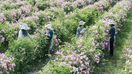 Un paseo por Grasse, la cuna de la perfumería de lujo