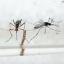 dengue