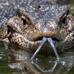 Un lagarto monitor mueve la lengua mientras nada en el lago del Parque Rama IX en Bangkok. | Foto:Alex Ogle / AFP
