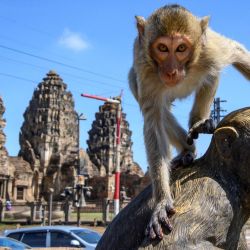 Esta imagen muestra un macaco de cola larga trepando por encima de una estatua de mono frente al templo budista Prang Sam Yod en la ciudad de Lopburi, a unos 155 km al norte de Bangkok. - La población de monos de Lopburi, que es la principal atracción turística de la ciudad, se duplicó a 6,000 en los últimos tres años, lo que obligó a las autoridades a iniciar una campaña de esterilización. | Foto:Mladen Antonov / AFP