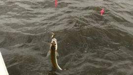 Pejerreyes de entre 800 y 1.200 g en la apertura de Villa Cañás.