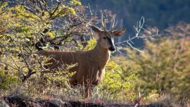 El huemul es una especie en extinción que de a poco se va recuperando en la Patagonia.
