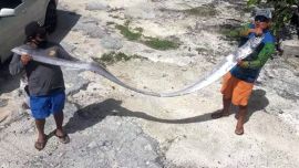 El remo es el pez óseo más largo del mundo, con una longitud promedio de 11 metros.