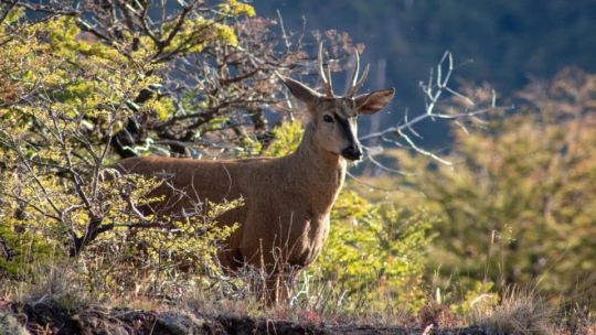 El huemul es una especie en extinción que de a poco se va recuperando en la Patagonia.