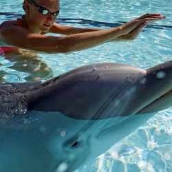 Este delfín robot está siendo probado en un resort de Disney, donde hace las mismas actividades que un delfín real en un acuario.