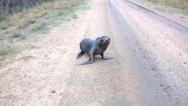 Este es ellobo marino que apareció a la vera del río Gualeguaychú.