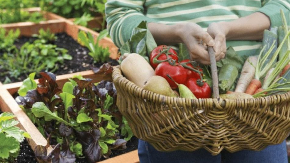 Huerta en casa