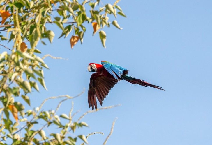 El guacamayo rojo volvió a reproducirse en suelo correntino