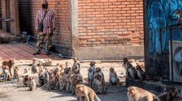 Más de 6.000 monos invaden una ciudad de Tailandia