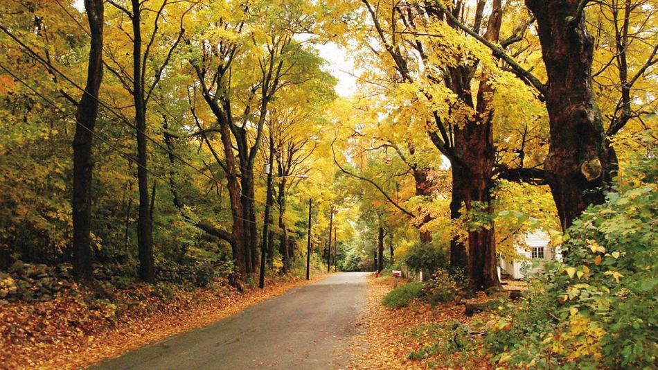 Bosques Nacionales-20200625
