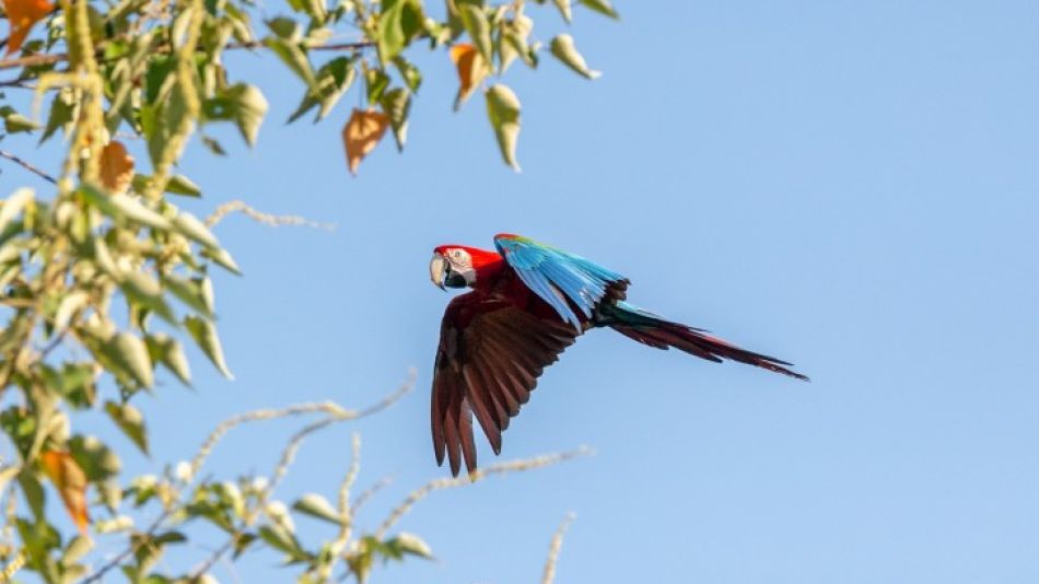 El guacamayo rojo volvió a reproducirse en suelo correntino
