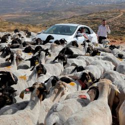 Los israelíes observan un rebaño de ovejas pertenecientes a colonos de un puesto de avanzada cercano del asentamiento de Itamar, al sureste de la ciudad palestina de Naplusa. | Foto:MENAHEM KAHANA / AFP