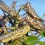 Brazil, Argentina issue warnings as locust swarm crosses region