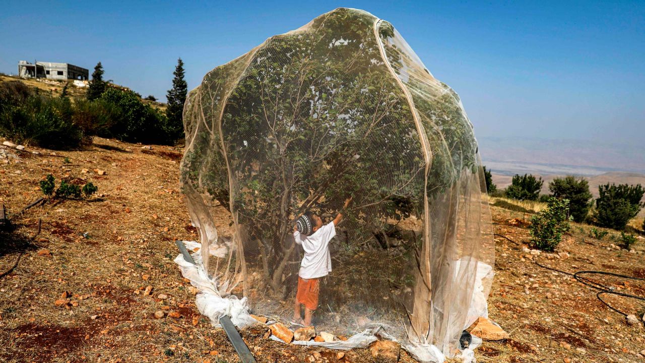 Un niño recoge fruta de un árbol cubierto con una red afuera de su casa en el puesto de avanzada israelí de Givat Arnon, cerca del asentamiento de Itamar en la Cisjordania ocupada al sureste de la ciudad palestina de Naplusa. | Foto:MENAHEM KAHANA / AFP