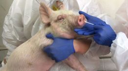 Hallan una nueva cepa del virus de la influenza en cerdos, con capacidad de ser pandémica