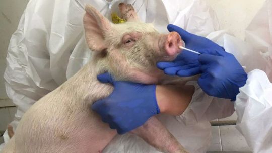 Hallan una nueva cepa del virus de la influenza en cerdos, con capacidad de ser pandémica