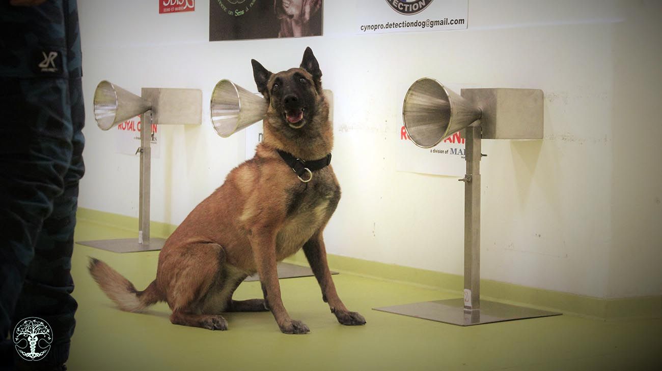 Perros entrenados en el proyecto Nosaïs, de la escuela de Medicina Veterinaria en Alfort, Francia. 