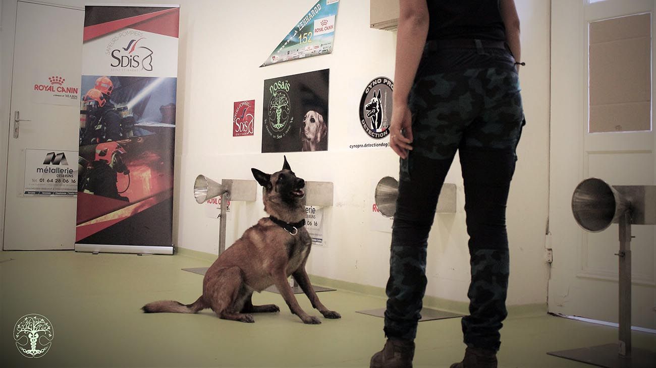 Perros entrenados en el proyecto Nosaïs, de la escuela de Medicina Veterinaria en Alfort, Francia. 