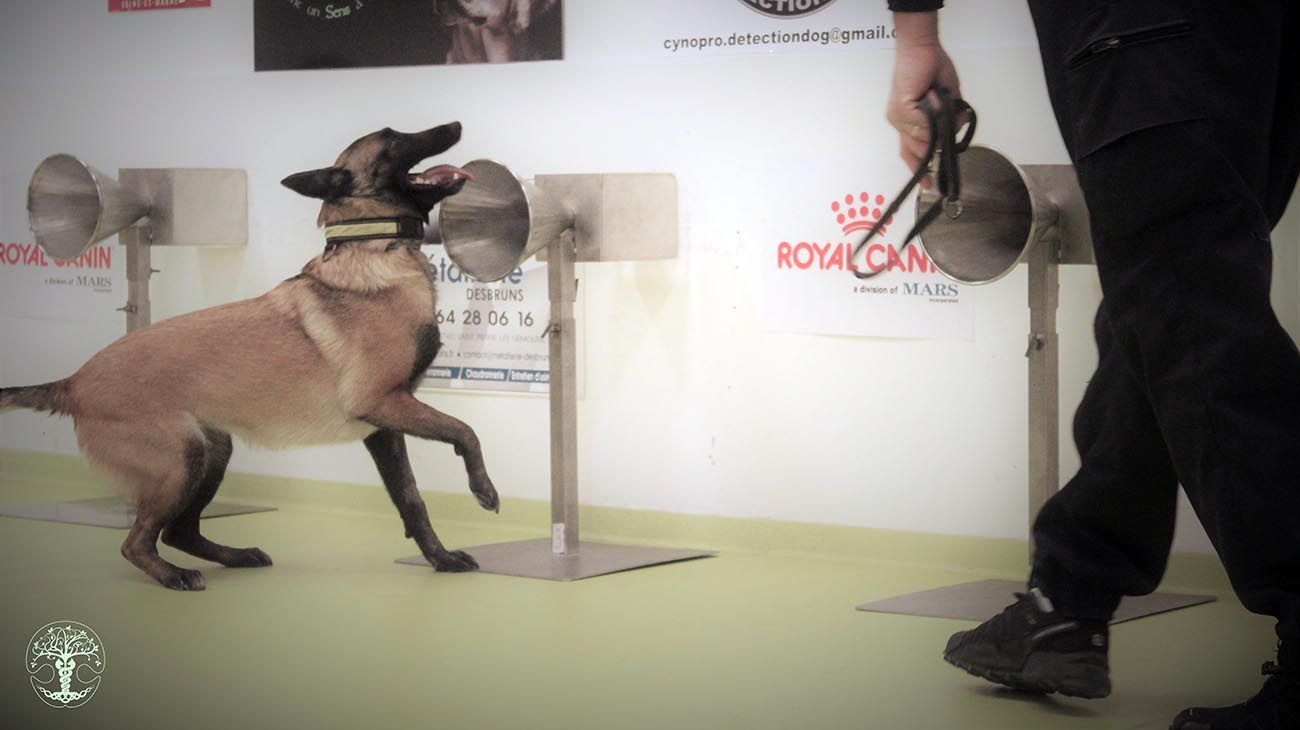 Perros entrenados en el proyecto Nosaïs, de la escuela de Medicina Veterinaria en Alfort, Francia. 