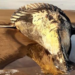 Pescadores hallaron una ballena jorobada varada en la playa, en las inmediaciones del balneario Marisol, Buenos Aires.