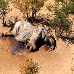 Sorprende la muerte de 350 elefantes en Bostwana.