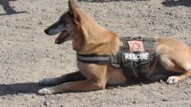 Los perros ya pueden detectar episodios de hipoglucemia y distintas clases de cáncer.